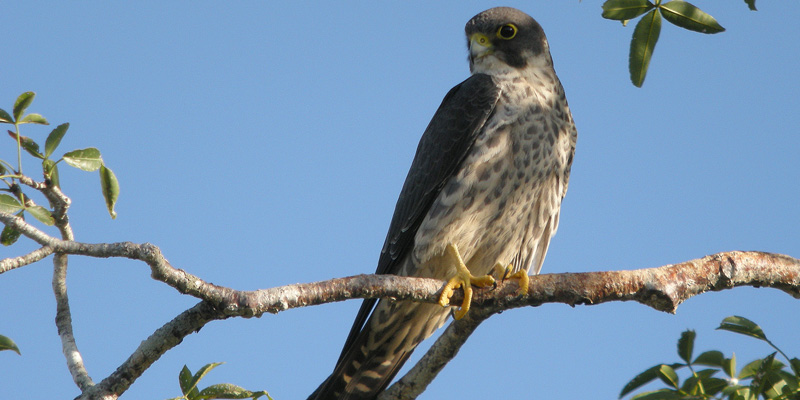 Falken auf Kollisionskurs – Krähenjagd aus der Vogelperspektive