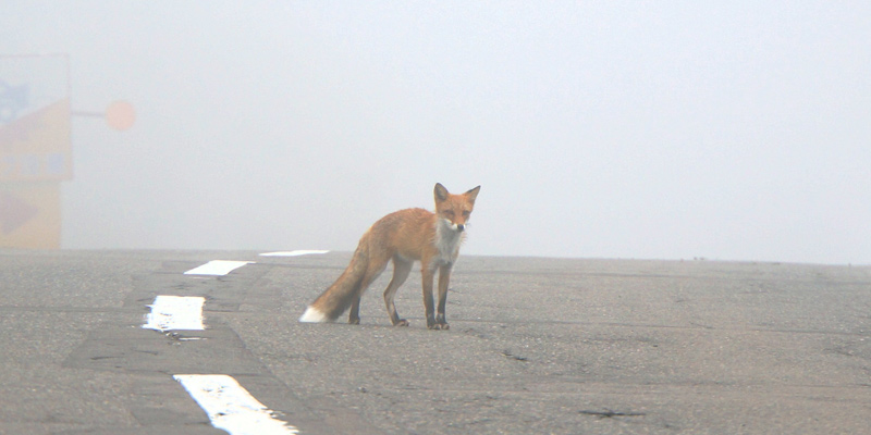 Fuchs in der Stadt