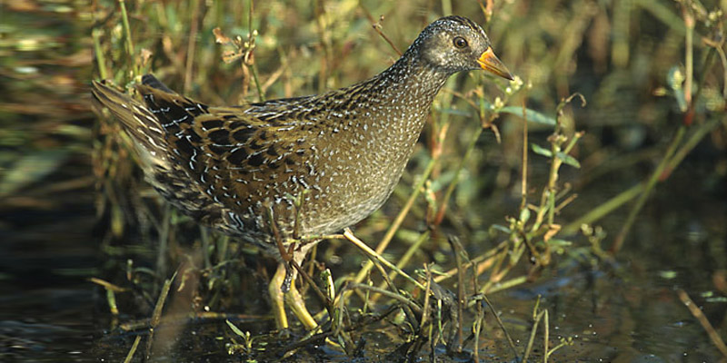 Tüpfelsumpfhuhn – Süß aber selten