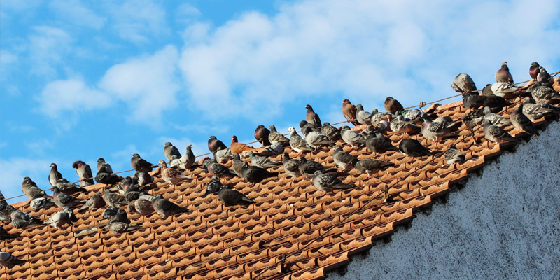 Stunde der Wintervögel 2014 – Eine NABU-Aktion