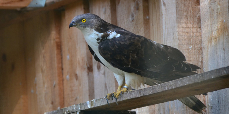 Wespenbussard – Der heimliche Greifvogel