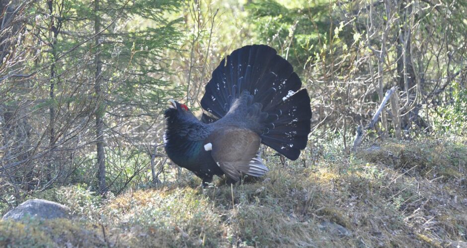 Das Auerhuhn – Bedrohtes Wappentier
