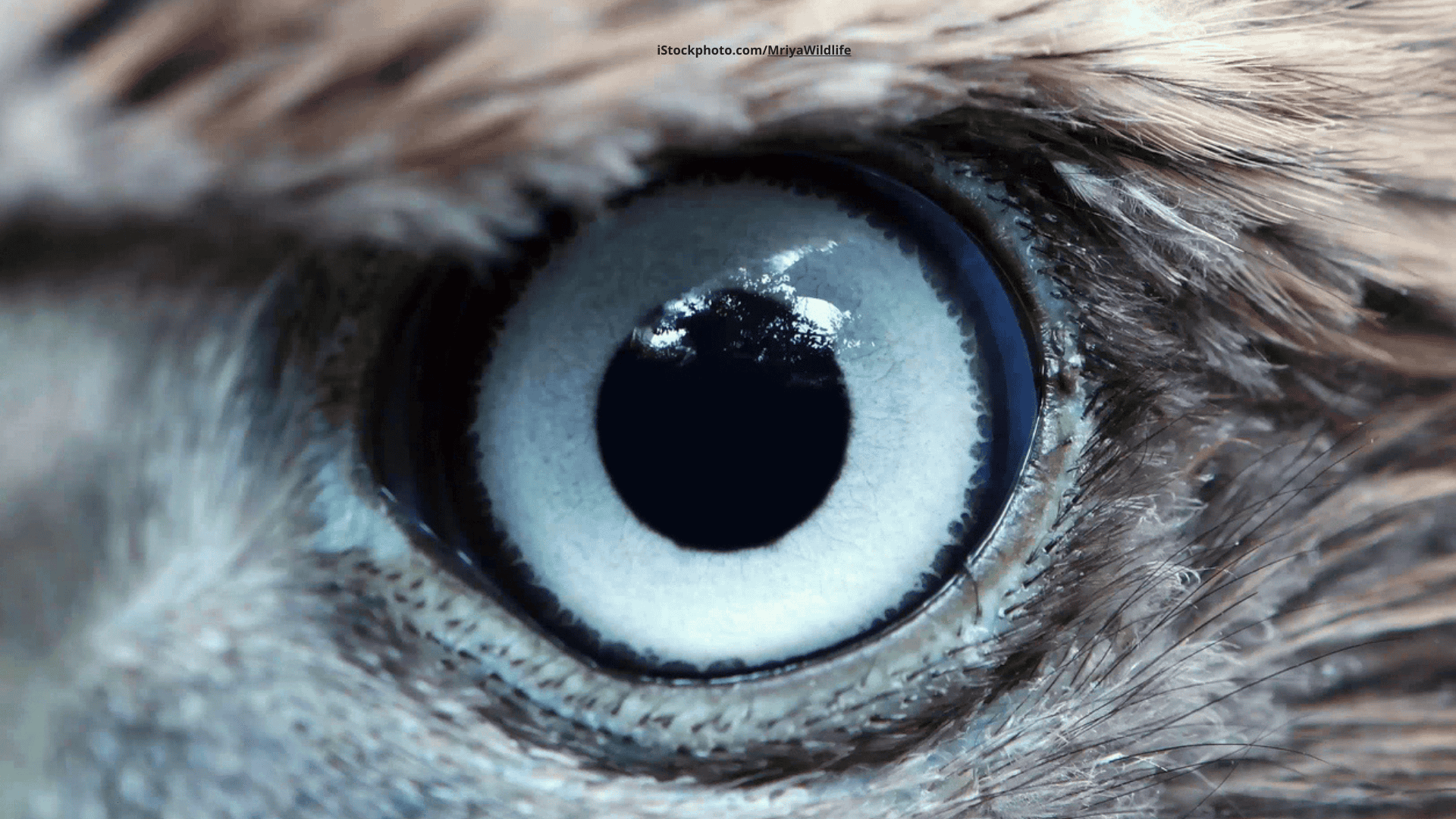 Bedrohte Arten – Welche heimischen Vögel stehen auf der Roten Liste?