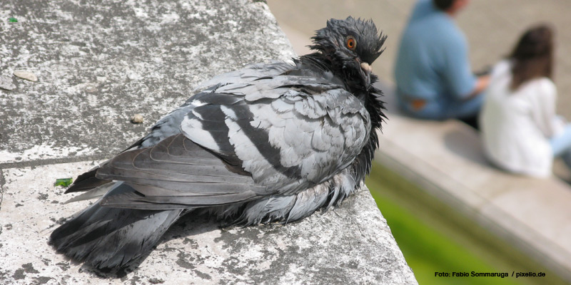 Die Stadttaube – Treuer Taubenvogel