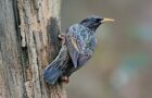 Der Star – Ein außergewöhnlicher Singvogel