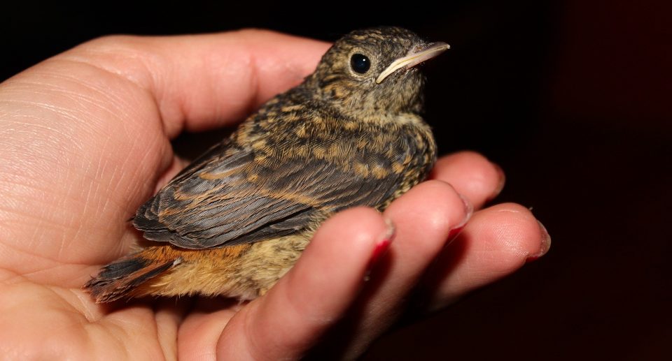 Verletzten Vogel gefunden – Was tun?