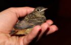 Verletzten Vogel gefunden – Was tun?