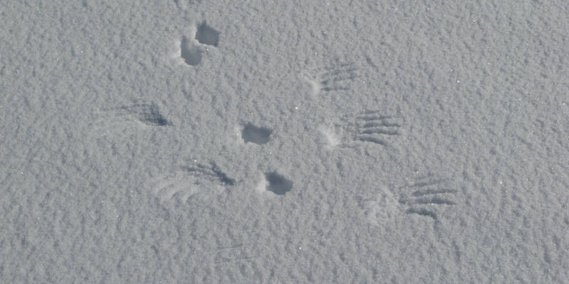 Spuren im Schnee: Fährtenlesen im Winter