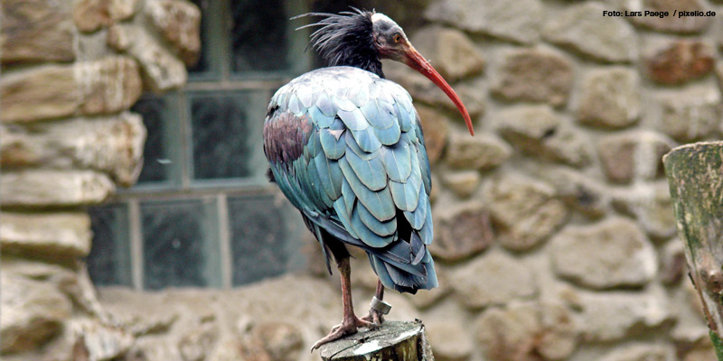 Bedrohte Arten – Welche heimischen Vögel stehen auf der Roten Liste?