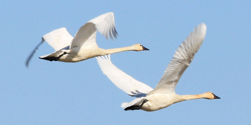 Zwergschwan – Klein, aber fein