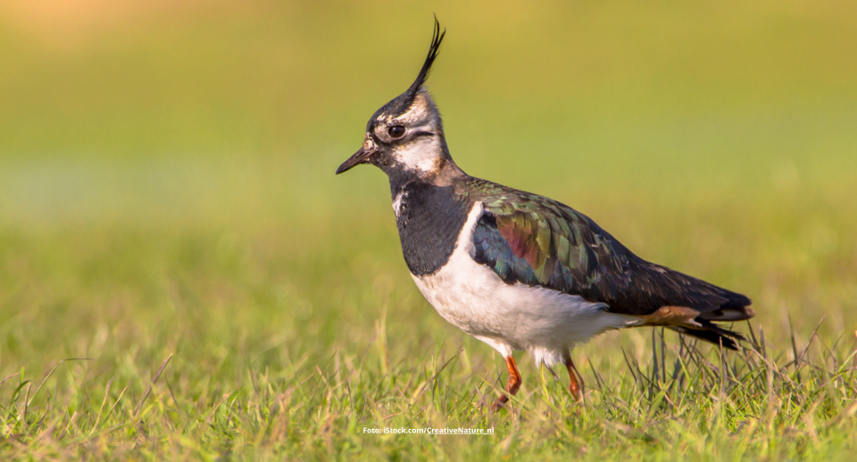 Das Foto zeigt einen Kiebitz im Gras laufend.