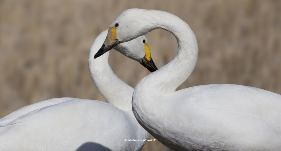 Das Foto zeigt zwei Zwergschwäne.