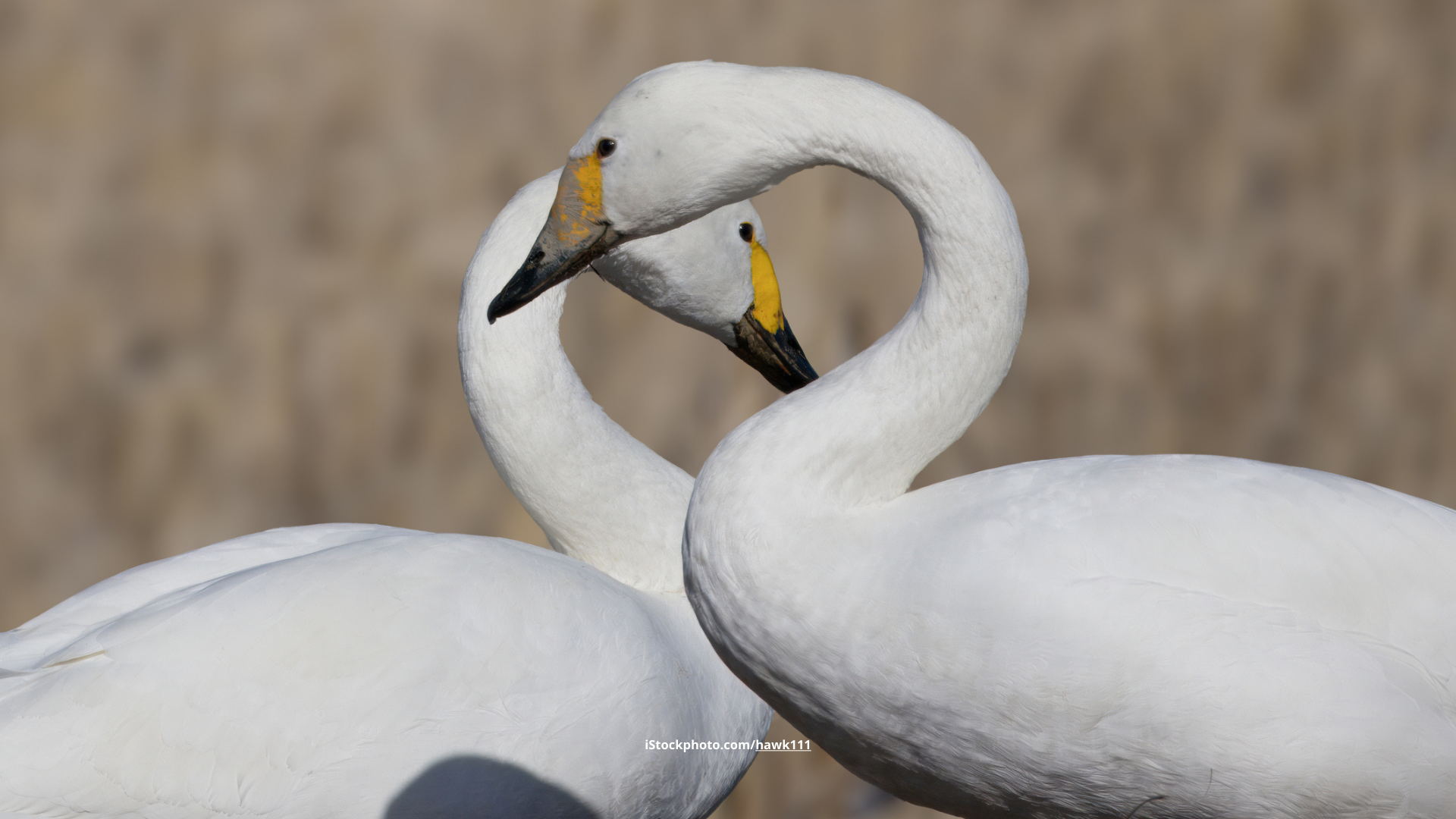 Zwergschwan: Klein, aber fein