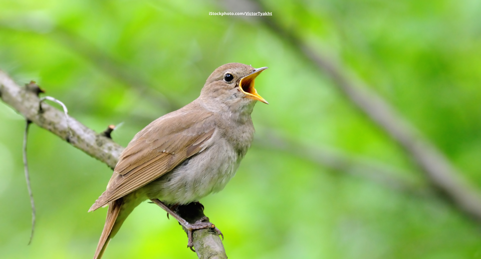 Das Foto zeigt eine Nachtigall auf einem Ast sitzend singend.
