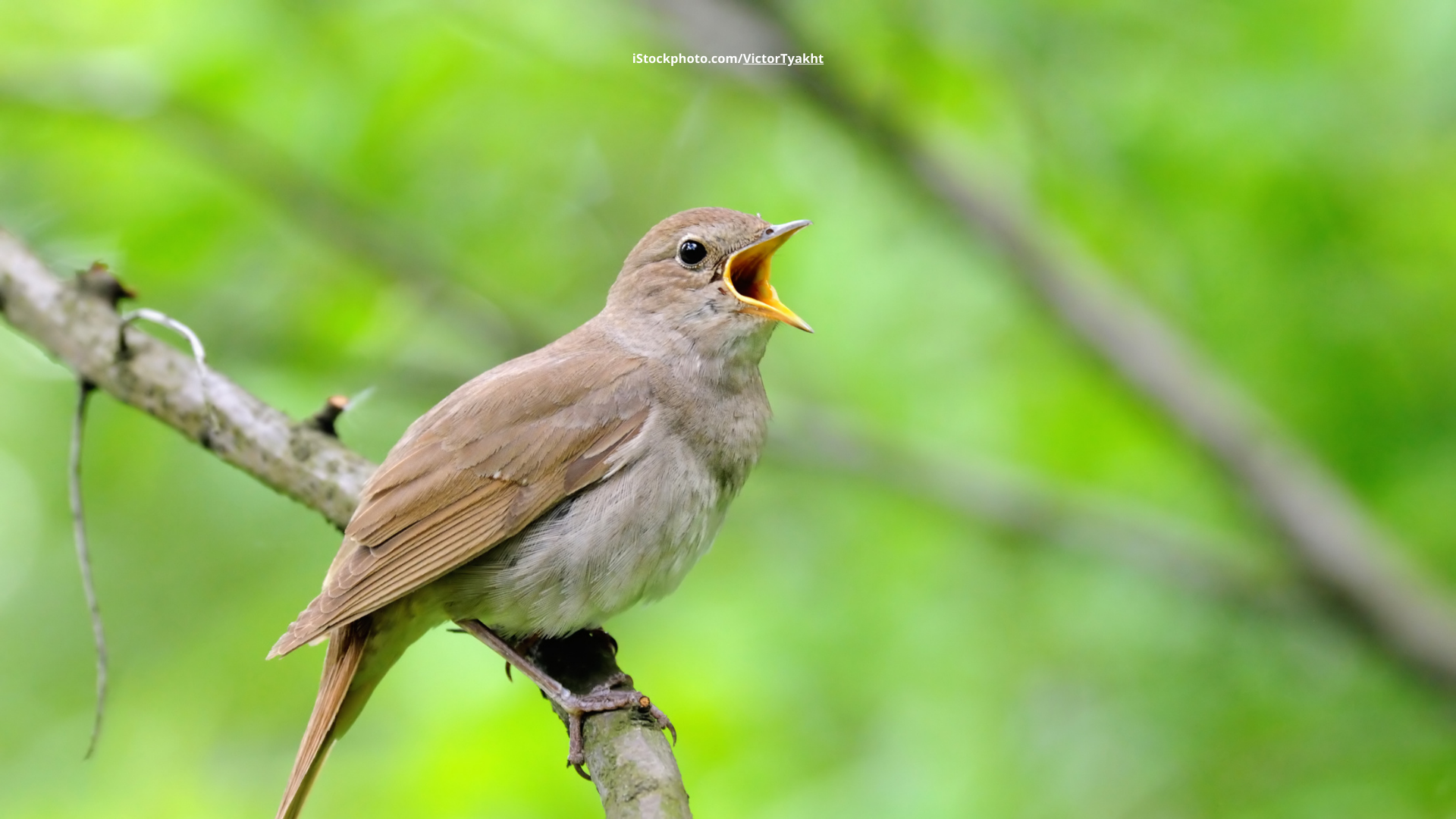 Nachtigall: Die Königin der Nacht