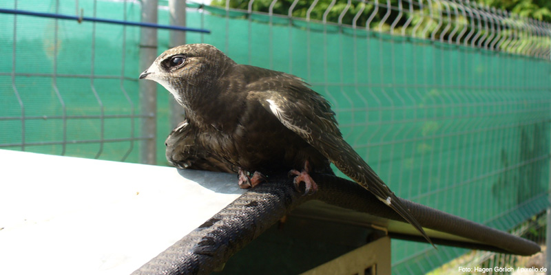 Mauersegler – Fliegender Tausendsassa