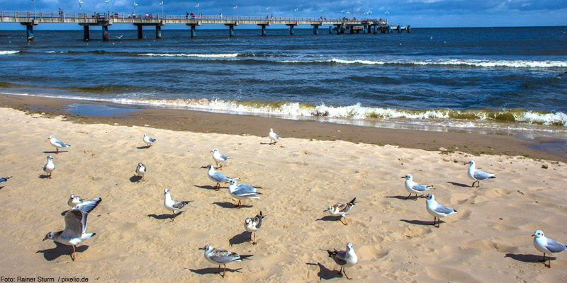 Lebensraum Ostsee – Versteck für Strandbrüter und Wasservögel