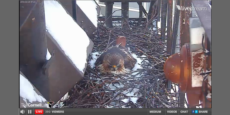 Storchencam & Co.: Vögel live beim Brüten beobachten