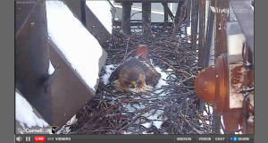 Storchencam & Co.: Vögel live beim Brüten beobachten