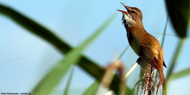 Vogelgezwitscher: Nicht nur Männchen trällern gerne