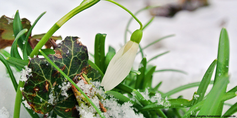 Vorfrühling – Beginn der Balz