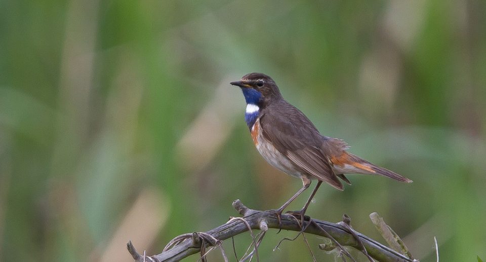 Blaukehlchen – der Imitationskünstler