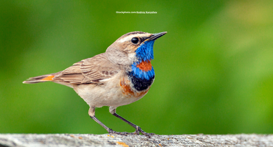 Blaukehlchen: Der Imitationskünstler