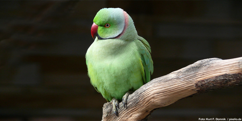 Halsbandsittich – Papagei auf Reisen