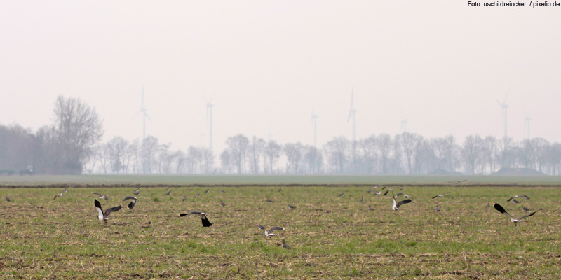 Per Computermodell den Vogelbestand sichern