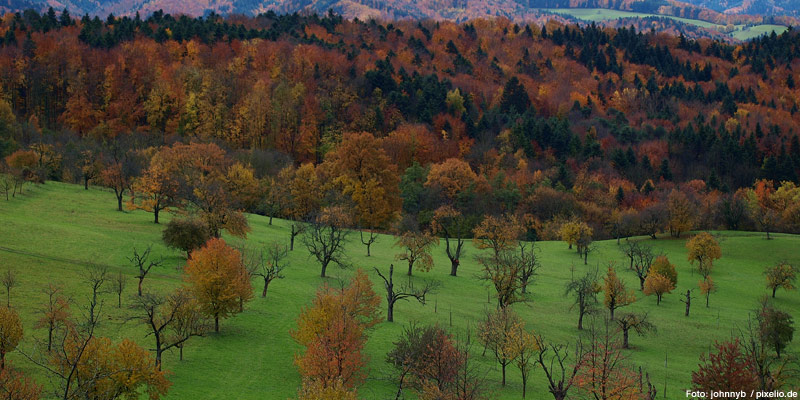 Natur Pflanzenbestimmung Bäume