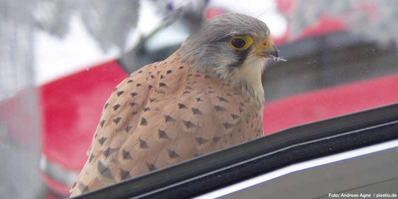 Vögel und Fenster – eine gefährliche Kombination