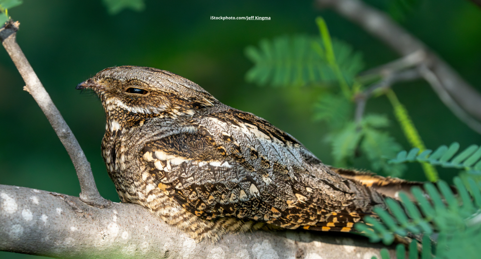 Ziegenmelker: Mysteriöser Milchdieb