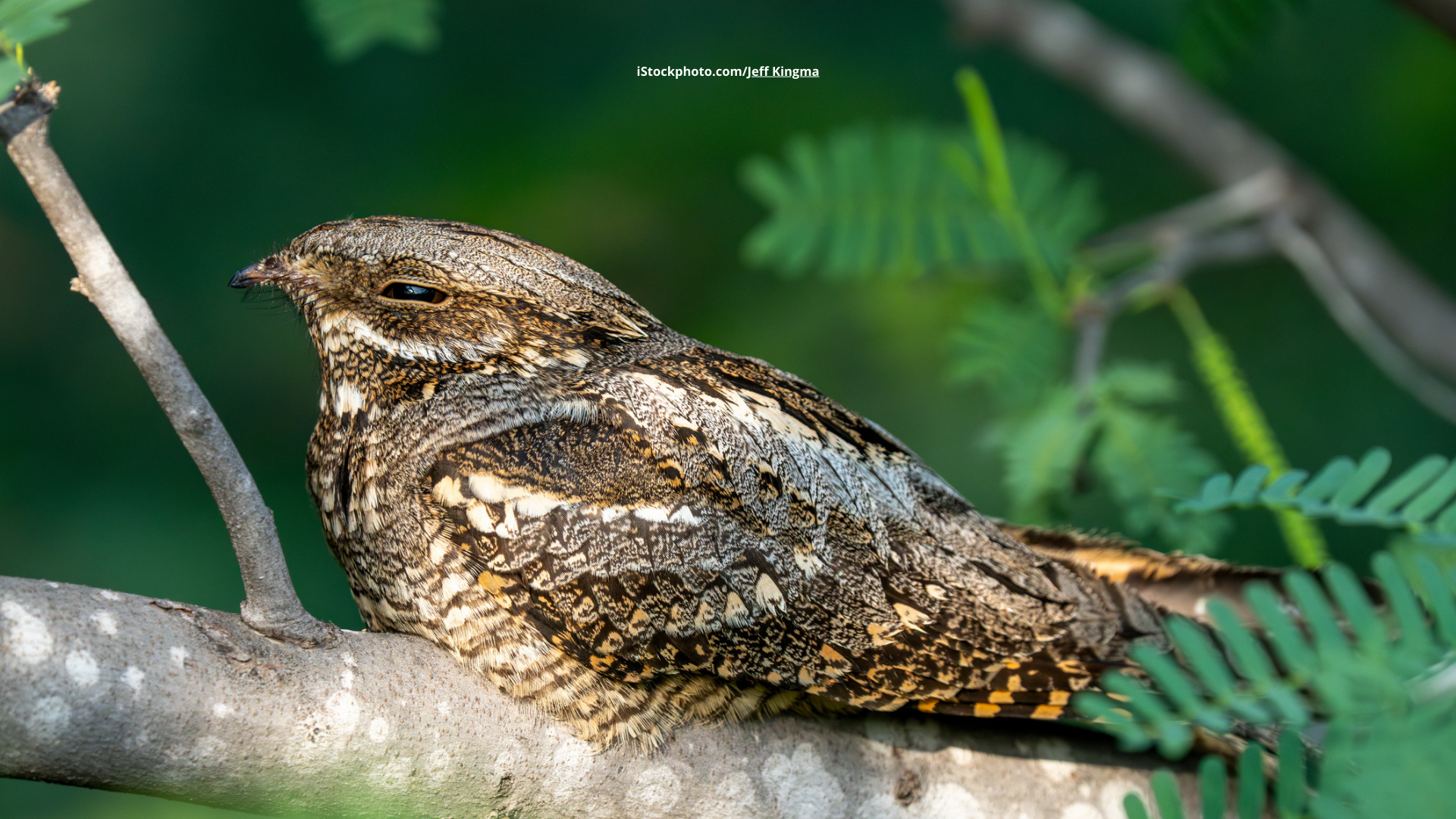 Ziegenmelker: Mysteriöser Milchdieb