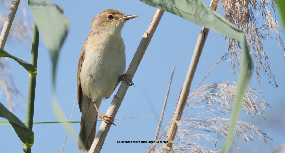 Sumpfrohrsänger: Kleiner Senkrechtstarter