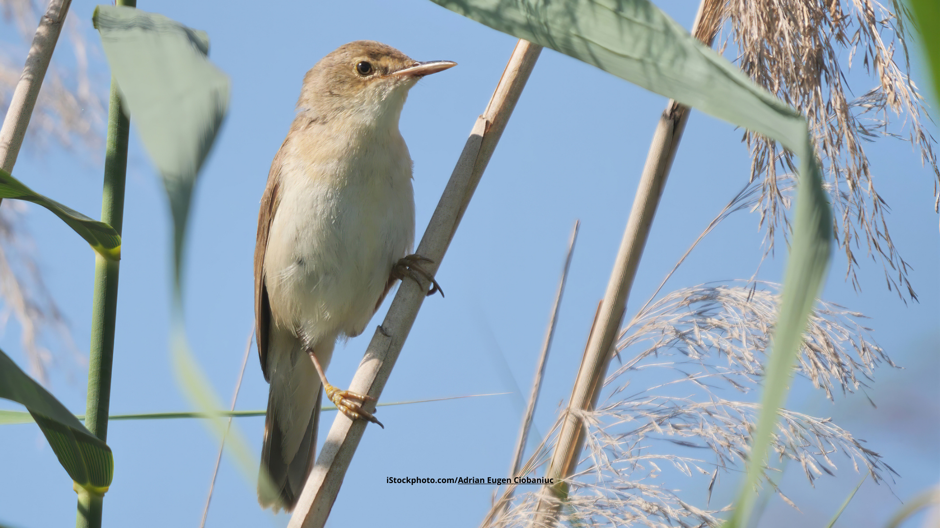 Sumpfrohrsänger: Kleiner Senkrechtstarter