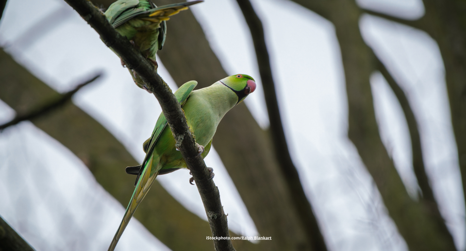 Das Foto zeigt einen Halsbandsittich auf einem Ast sitzend.