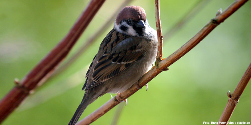 Feldsperling – Staubiges Herdentier