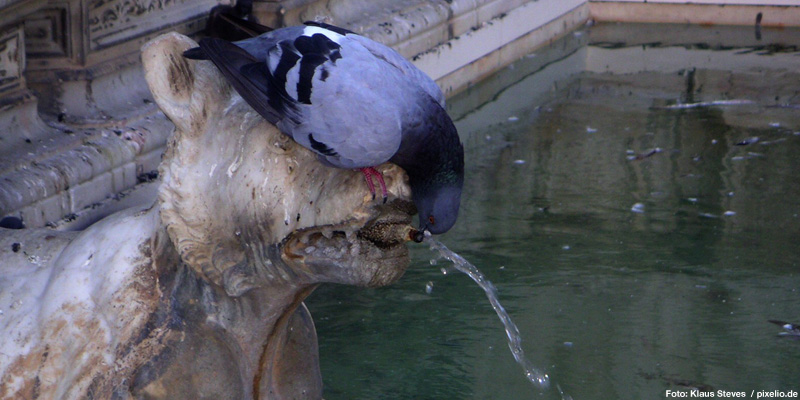 Vogeltränke selber bauen