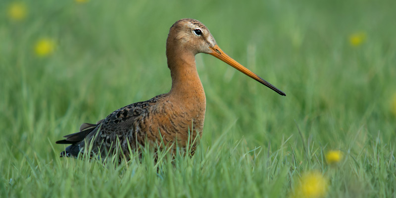 Uferschnepfe – Eleganter Watvogel