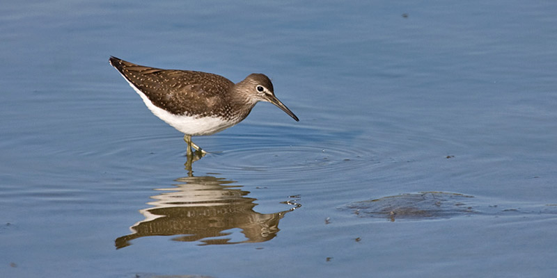 Waldwasserläufer – Sparsame Schnepfe