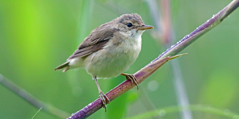 Vogelart Sumpfrohrsa%CC%88nger