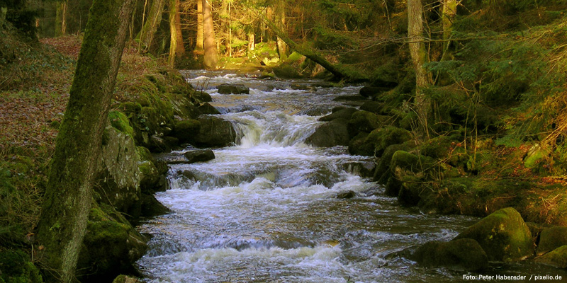 Bayerischer Wald