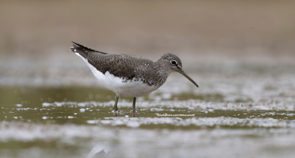 Waldwasserläufer: Sparsame Schnepfe