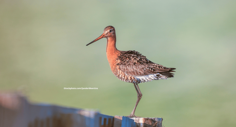 Uferschnepfe: Eleganter Watvogel