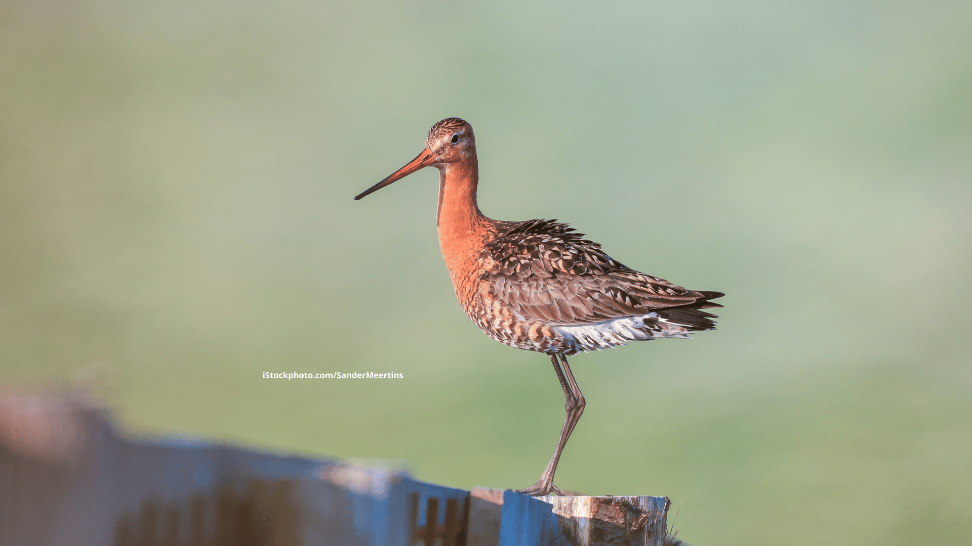 Uferschnepfe: Eleganter Watvogel
