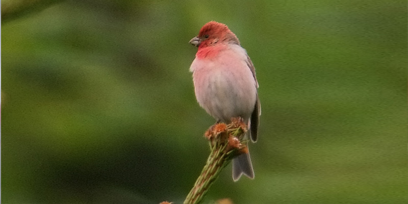 Karmingimpel Vogelart