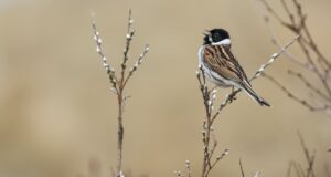 Die Rohrammer – Schimpfender Rohrspatz