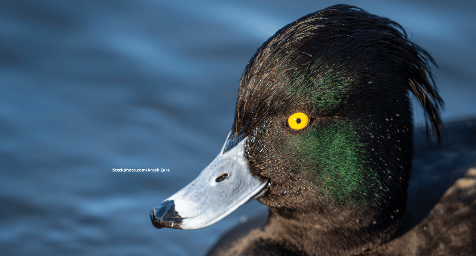 Der Kopf einer Weiherente, im Hintergrund Wasser