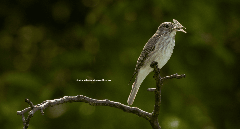 Ein Grauschnäpper der auf einem Ast sitzt, in seinem Schnabel ein Insekt. Der Hintergrund ist unscharf und grün.