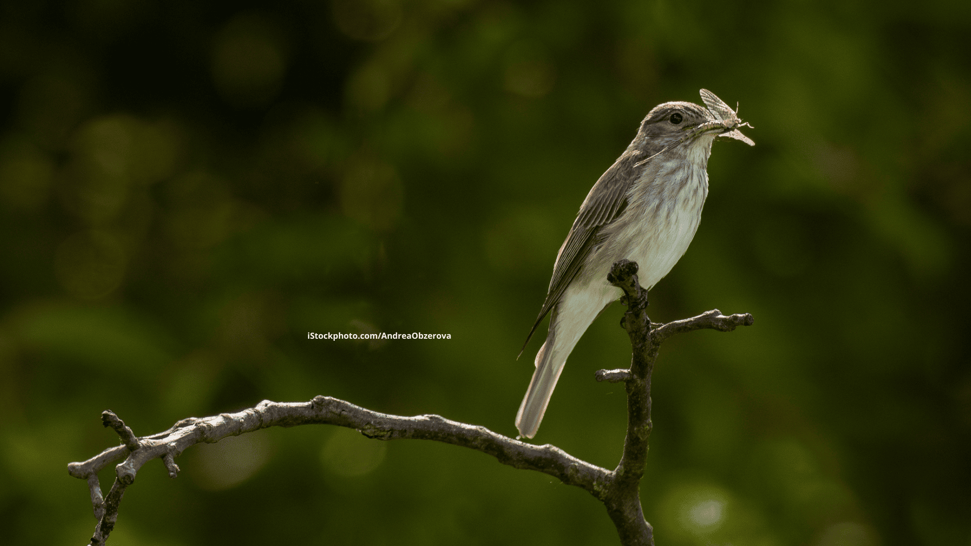 Grauschnäpper: Flatternder Fliegenfänger